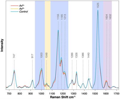 Diagnosing arsenic-mediated biochemical responses in rice cultivars using Raman spectroscopy